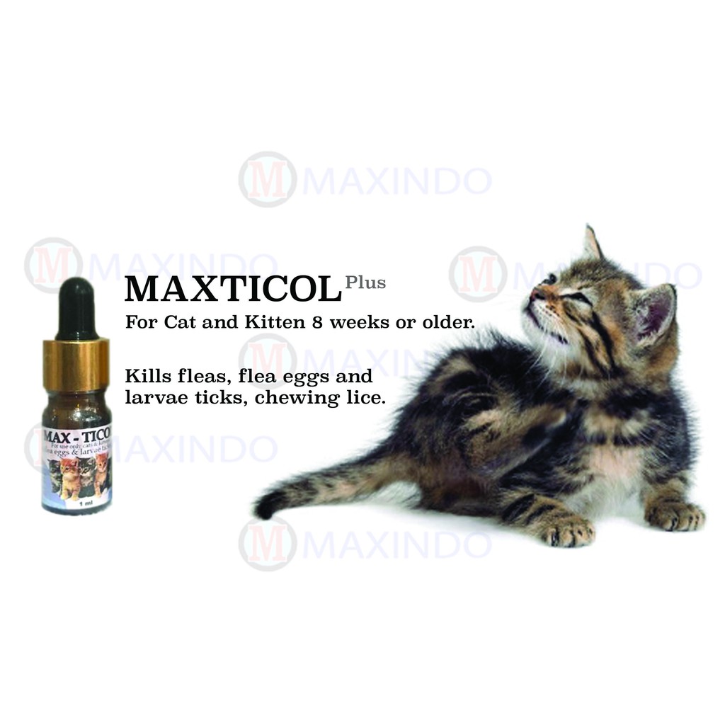 Obat Kutu Kitten Maxindo Maxticol Plus