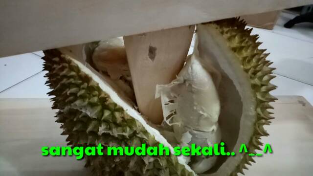 Alat pembelah durian - pemecah durian - belah duren - 0embelah durian