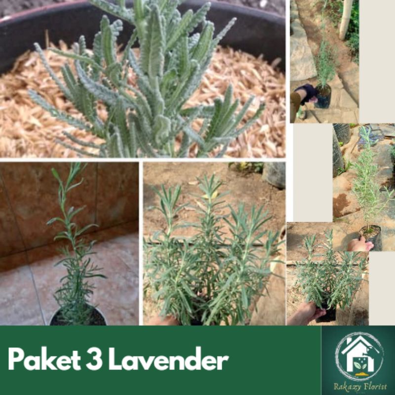 Paket 3 Lavender - Lavender French, Mexican, Gold Creek