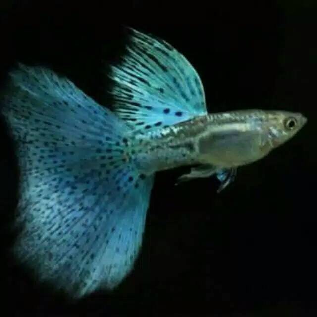 

Ikan guppy blue gress