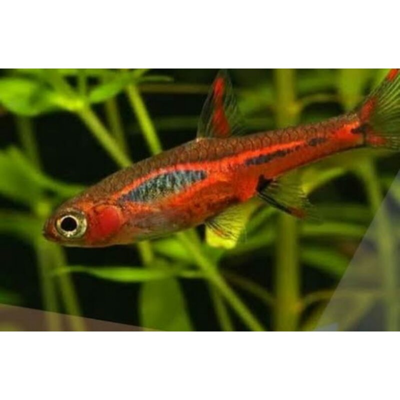 rasbora brigittae