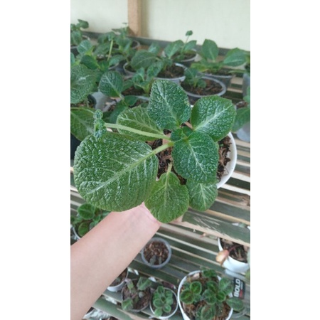 Paket episcia (Episcia tropical topaz , episcia monet , episcia flaminggo