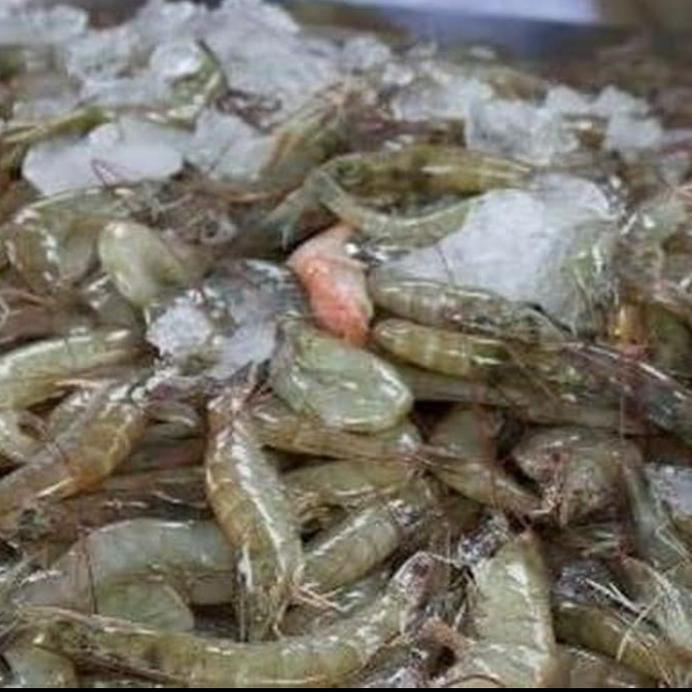 

Udang Peci Segar 500 Gram Promo!!! R30B
