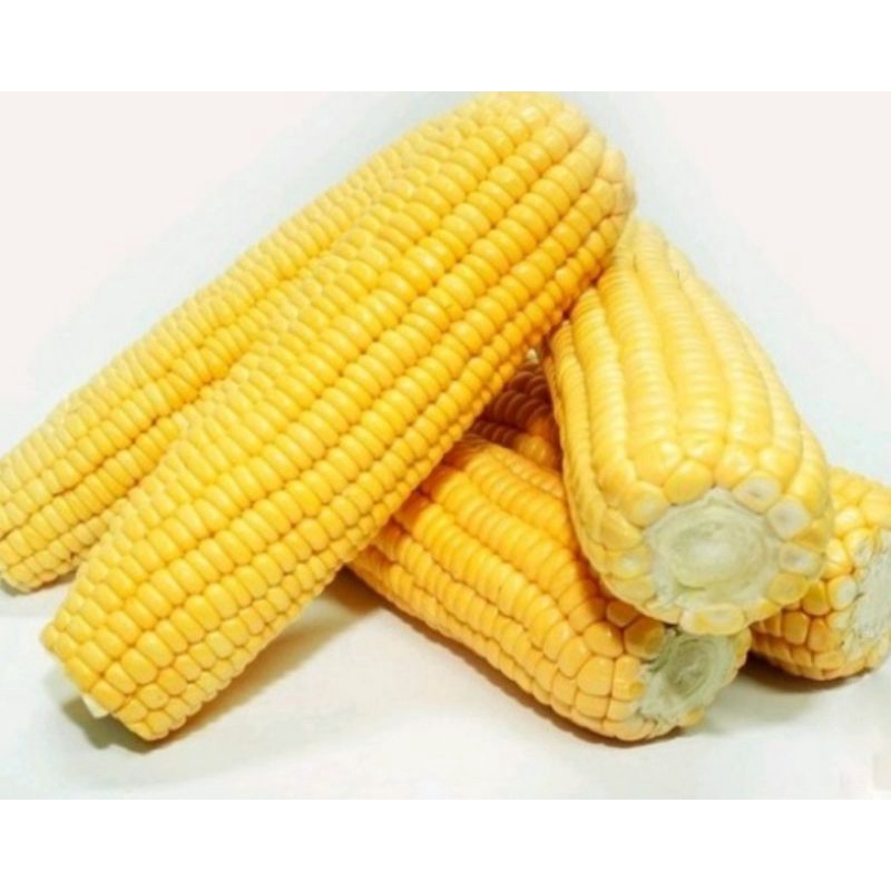 

JAGUNG MANIS