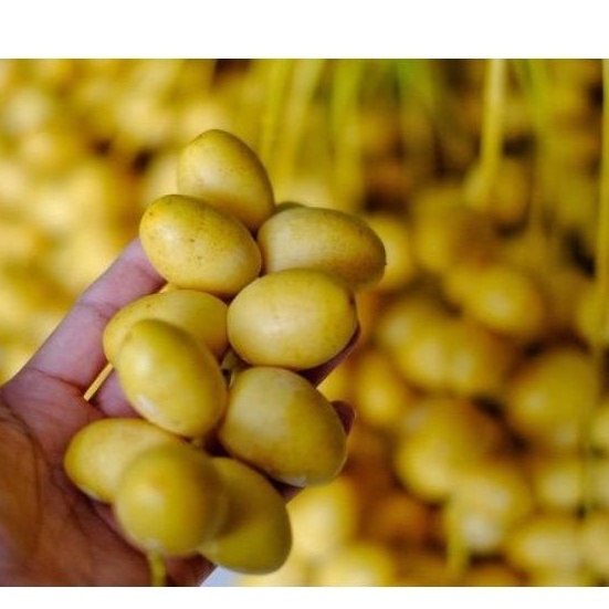 

11 JUN 22 KURMA MUDA BARHEE 500gr / Kurma Muda / Program Hamil Positif Kurma Muda Medan
