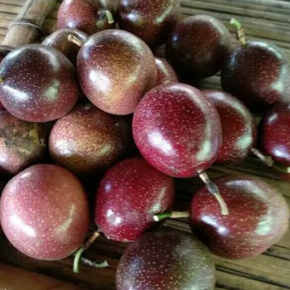 

[PROMO 8FT87] Buah Markisa Merah Segar 500 gram Produk Keren