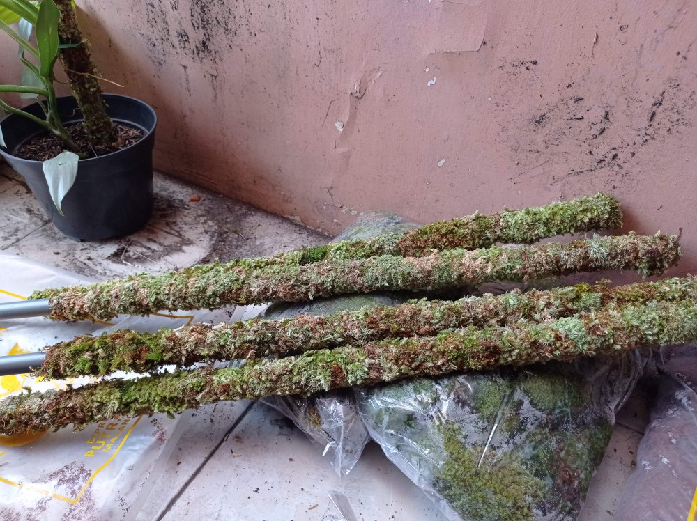 Turus Lumut 70cm Best Seller Harga Murah