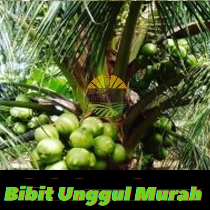 Bibit kelapa hibrida / kelapa ijo