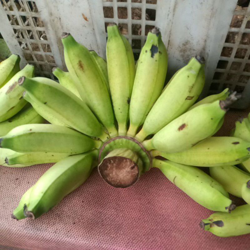 

pisang lampung
