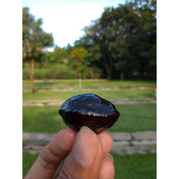 Muncang pedang jumbo.