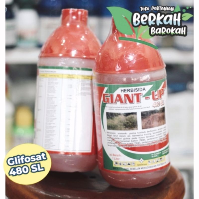 GIANT UP dan Squatop