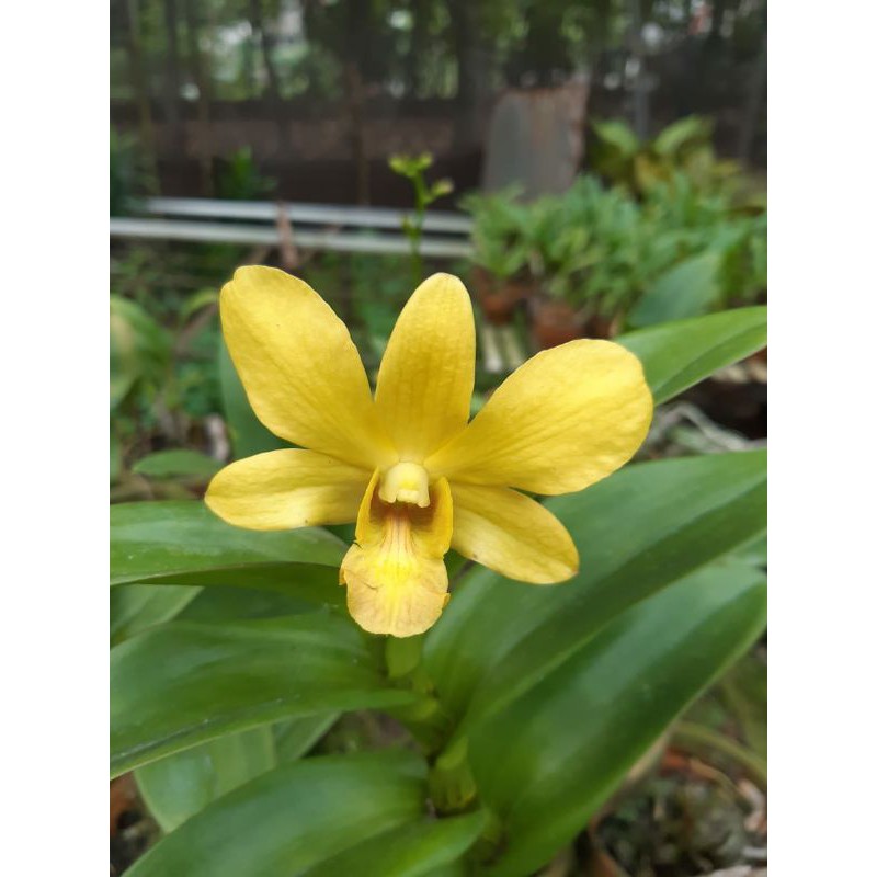 anggrek dendro sure gold