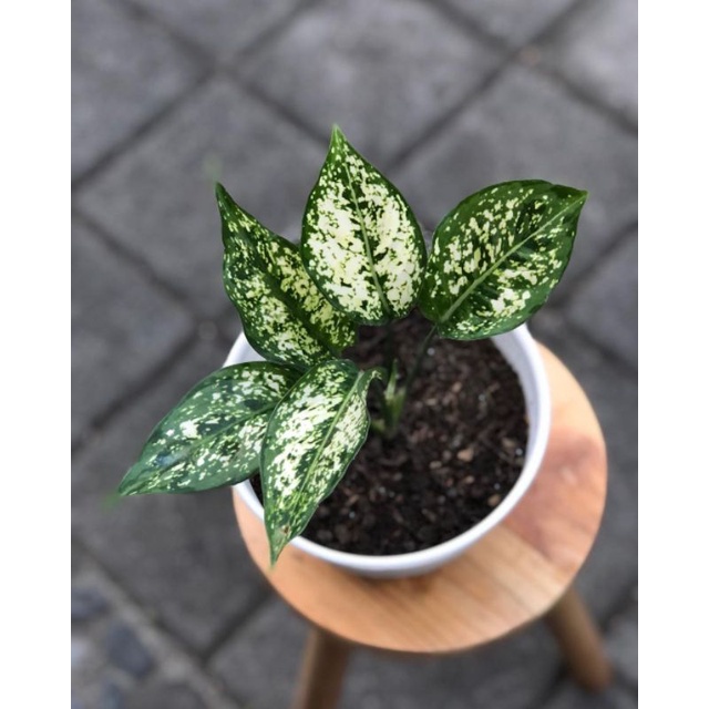 Tanaman bunga aglonema snow White ( dieffenbachia snow White)