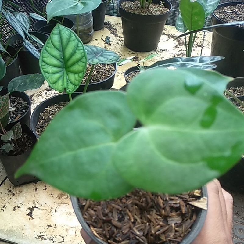 Anthurium clarinervium X pterodactyl Anakan