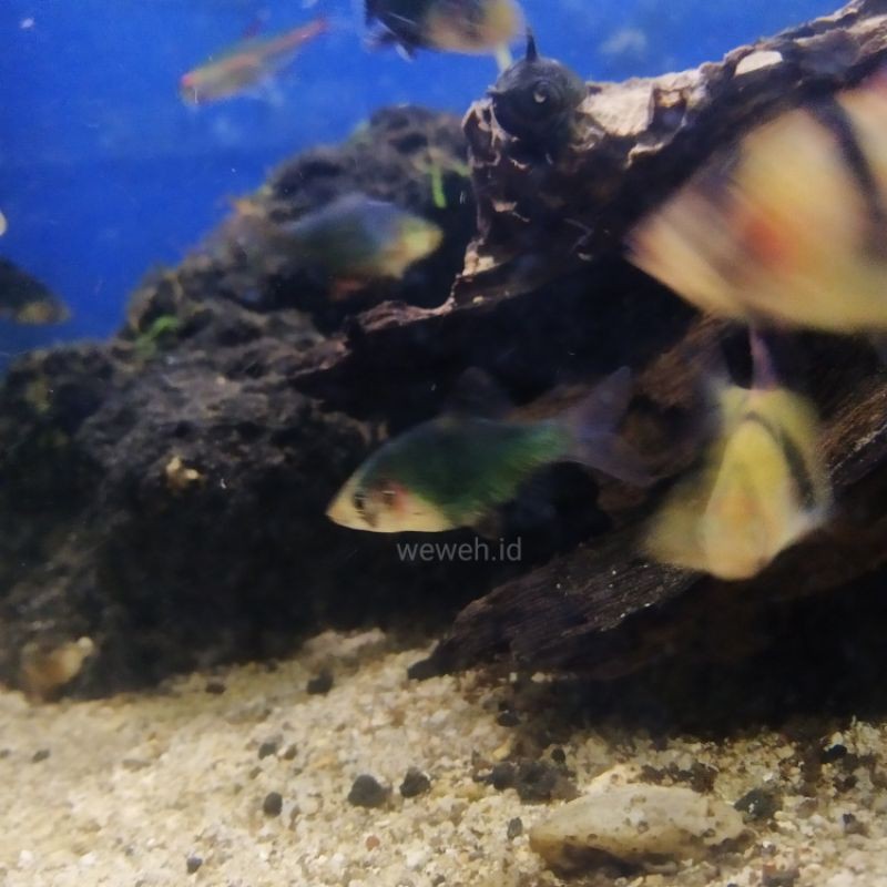 

Sumatra barb rasa Ikan hias