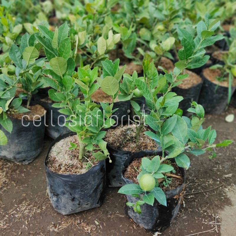 Bibit Tanaman Buah Jeruk Lemon Jumbo (Sudah Berbuah)-5