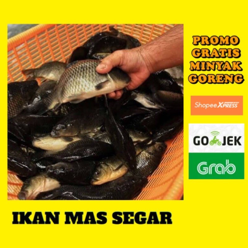 

IKAN MAS SEGAR 1 KG