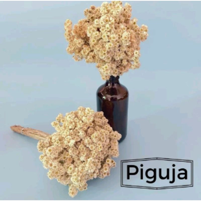 Edelweis bunga kering Dried  Flowe + Vas Rustic Botol Kaca scandinavian Dekorasi Meja Ruangan