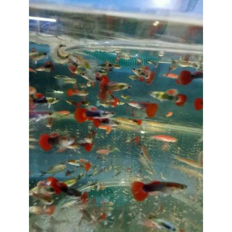 ikan hias guppy cendolan