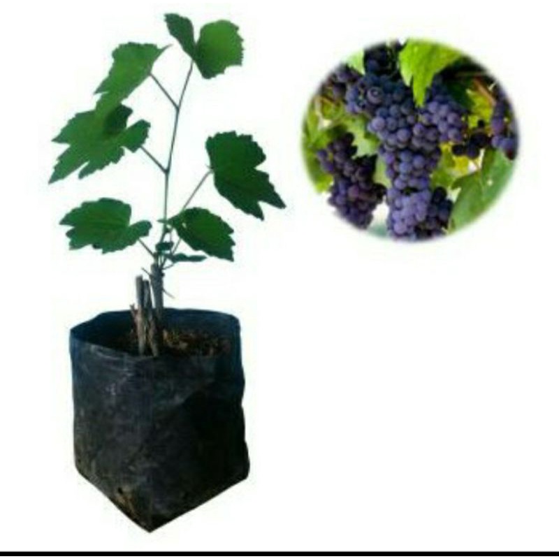 bibit anggur ungu-merah-hijau tanaman realpick beli 5 gratis 1tanaman