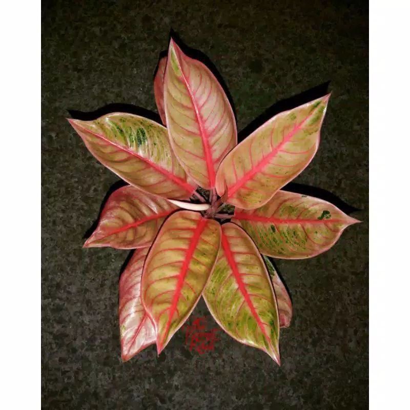 Bonggol Aglonema Veronica Golden