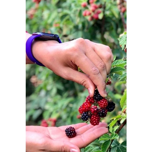 Bibit Tanaman Buah Blackberry Tanaman Buah Berry Hitam