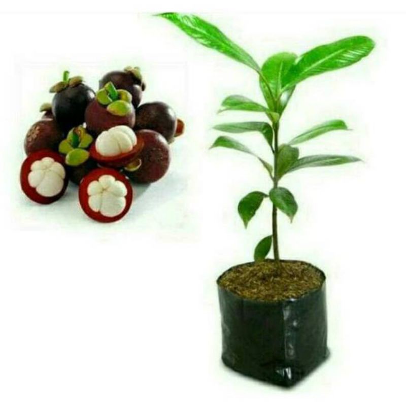 Bibit Buah Manggis (Sudah Siap Berbuah