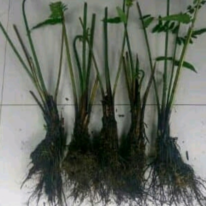 Tanaman Pakis Sayur Bibit Bisa Untuh Tanaman Hias Vertical 2 in 1