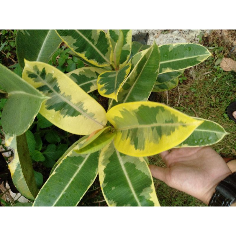 Pohon Karet Gold-Pohon karet kuning- realpick Niming tanamanhias