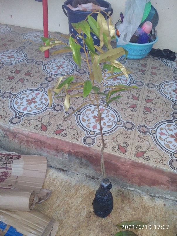 Bibit Durian Musangking Kaki Tiga