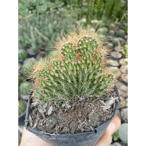 Kaktus kristata duri tajam/kaktus ownroot