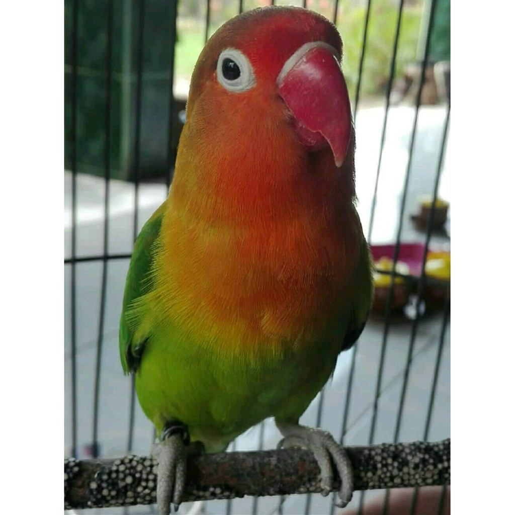 Burung lovebird jenis josan