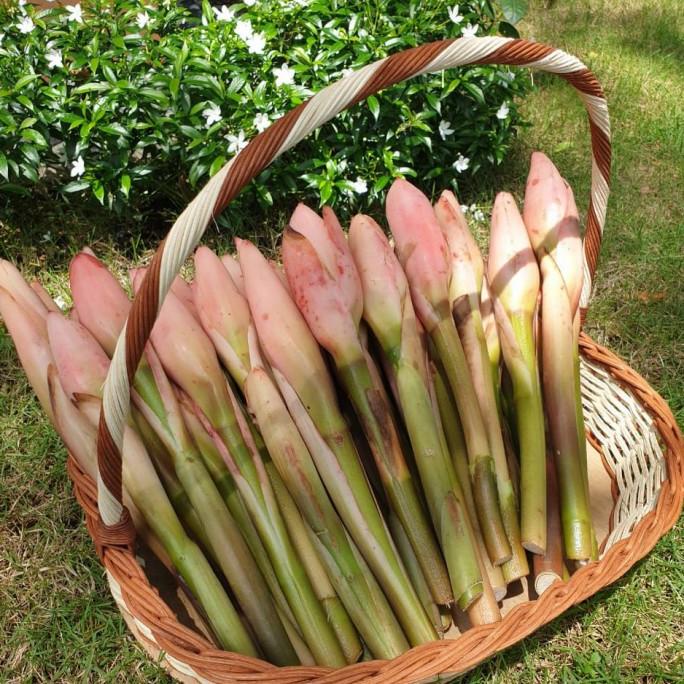 

] Kecombrang Segar (Pink) 1kg