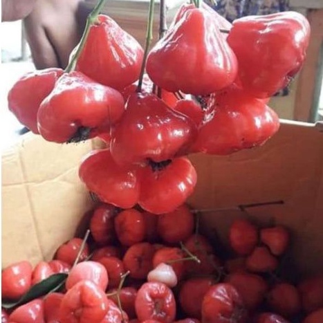 

Jambu Air Rujak Segar 1 Kg