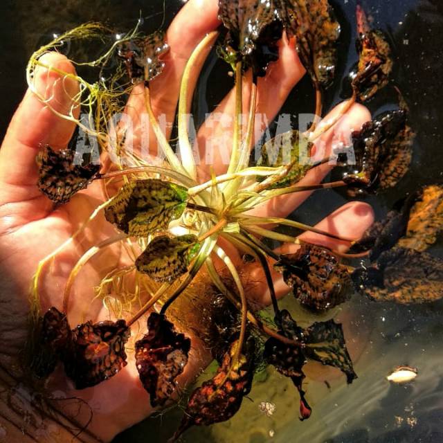 Cryptocoryne Striolata Var Putisibauensis ( tanaman aquascape )