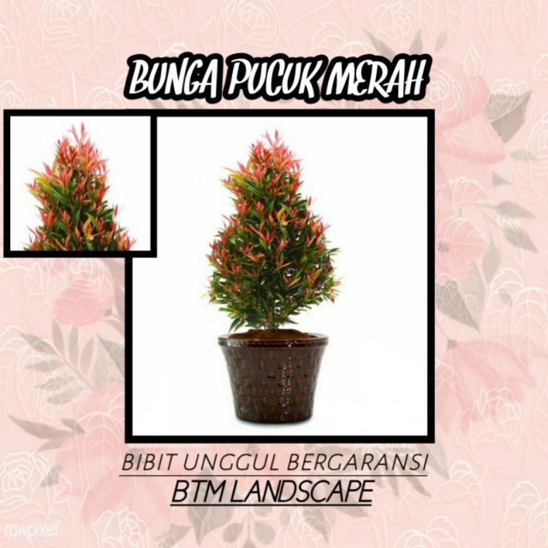 

BUNGA PUCUK MERAH