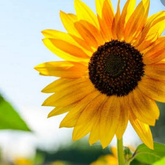 beautymellon_onlineshop