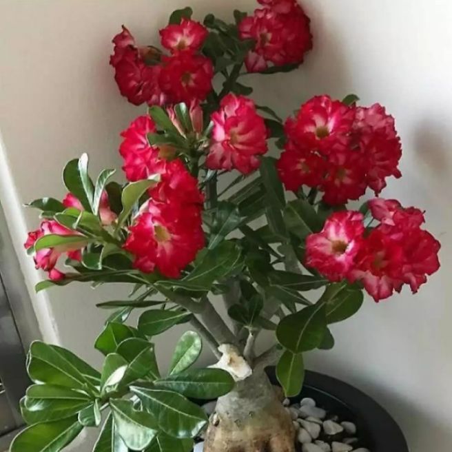tanaman hias kamboja jepang / adenium kamboja jepang
