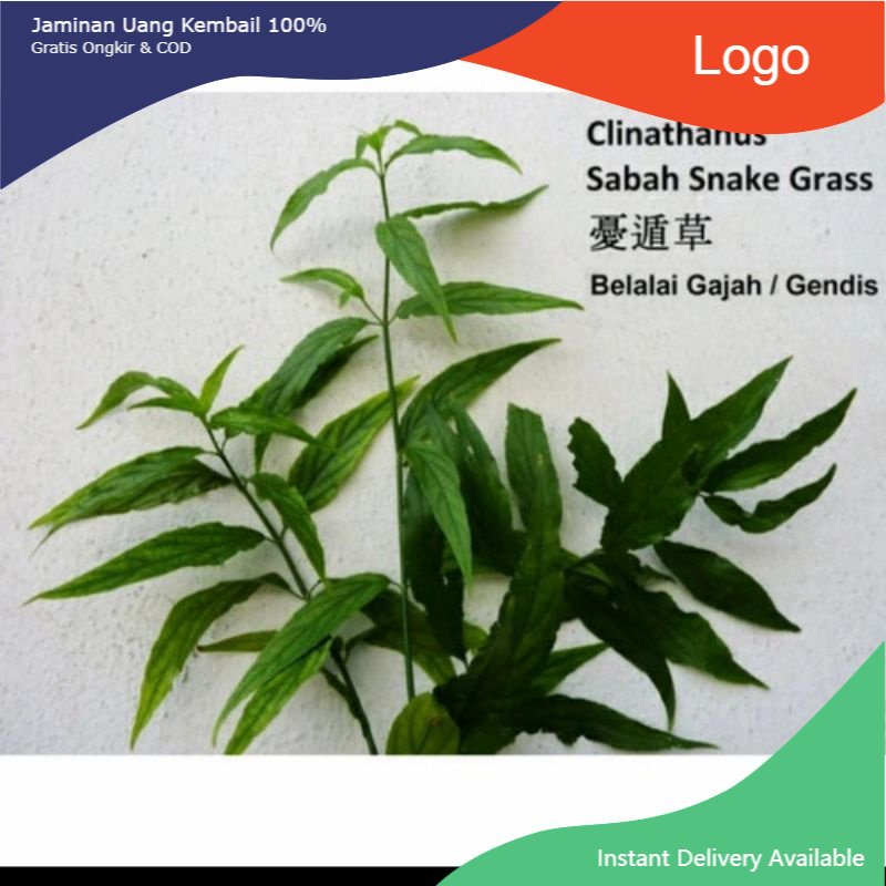 

Promo 500gr Daun Belalai Gajah fresh