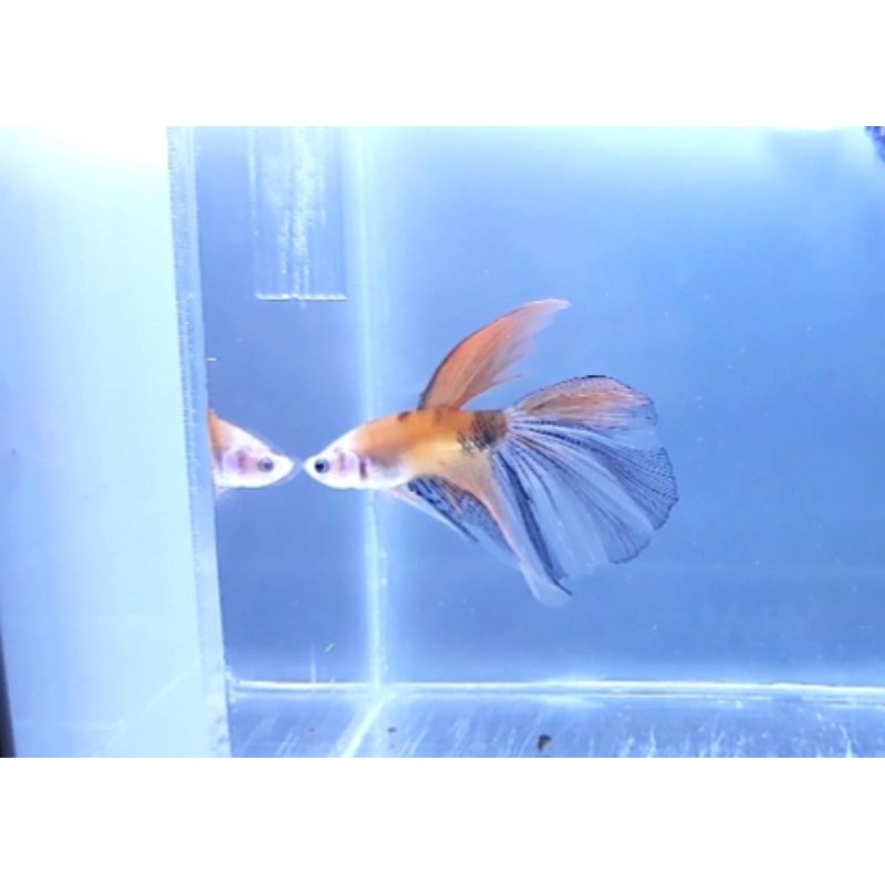 Ikan Cupang Hias Halfmoon Nemo Clasik