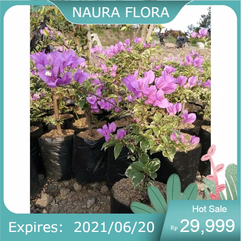 pohon bugenvil varigata/Tanaman bugenvil bunga ungu