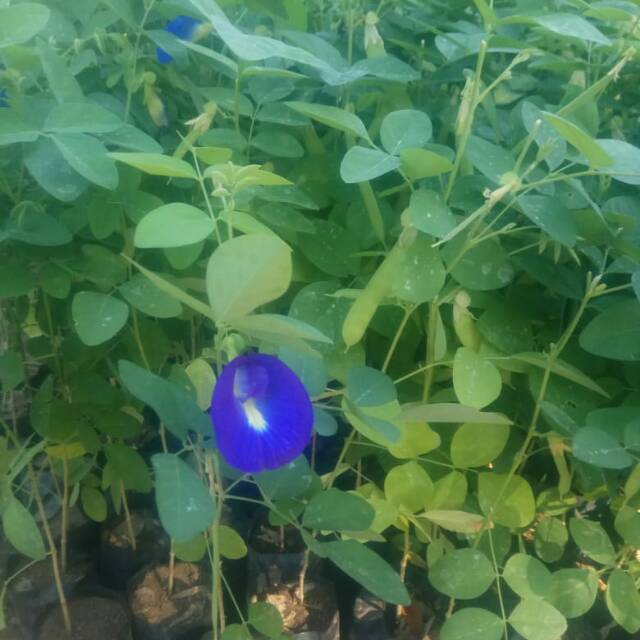 BUNGA TELANG//BIBIT BUNGA TELANG