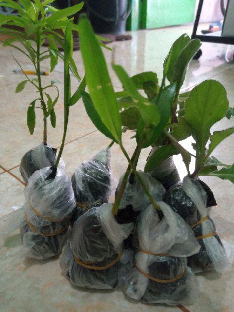 Bibit Zodiya Anti Nyamuk