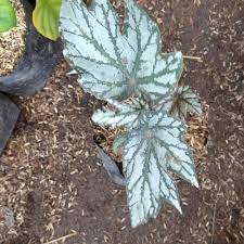 Tanaman Hias Begonia Silver Angel Wings - tanaman daun begonia bergaransi