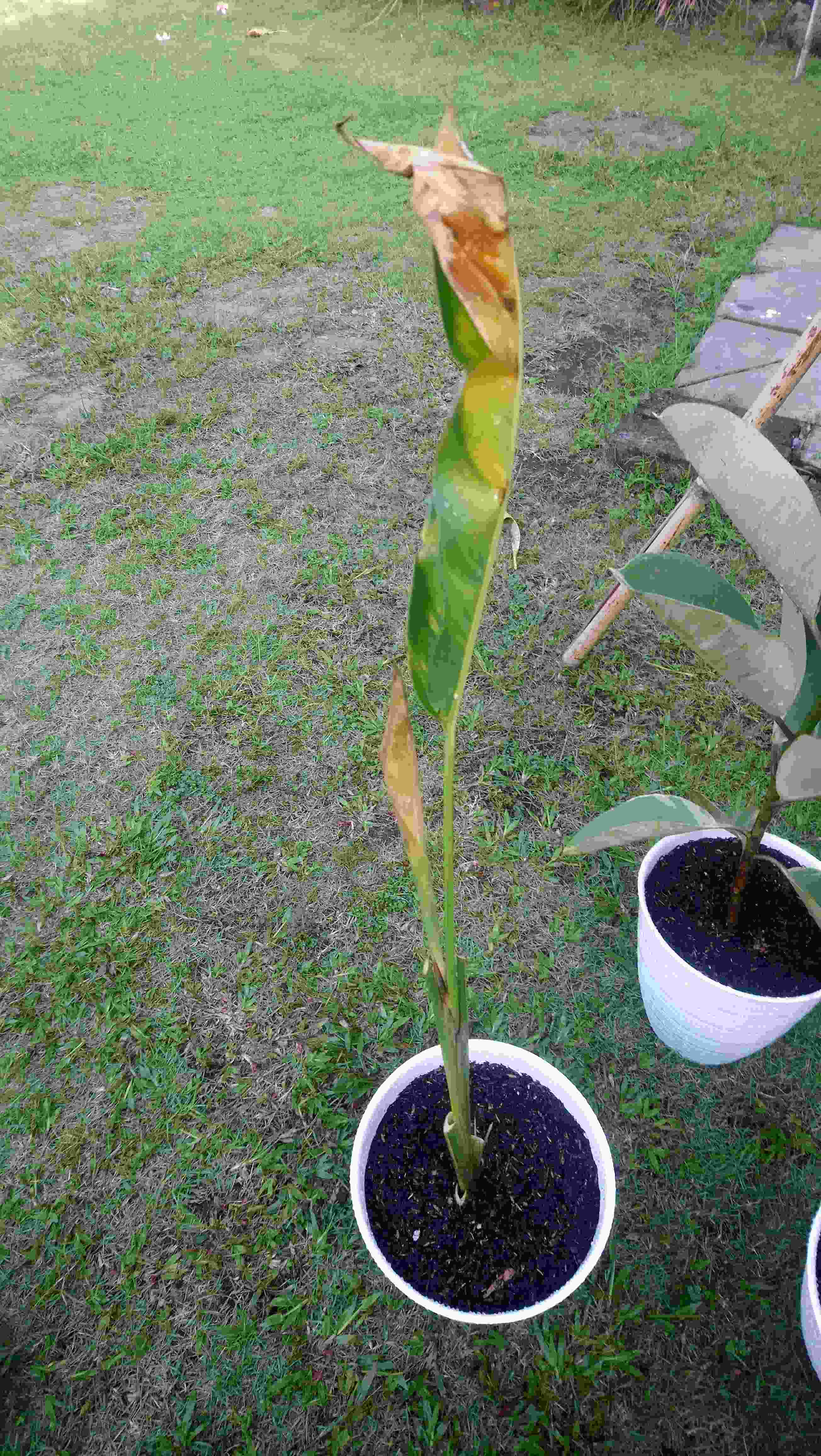 Tanaman Hias Heliconia Varigata - Pisang Pisangan Varigata