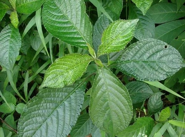 

Promo Jual Daun Keji Beling atau Pecah Beling Segar 1 Kg