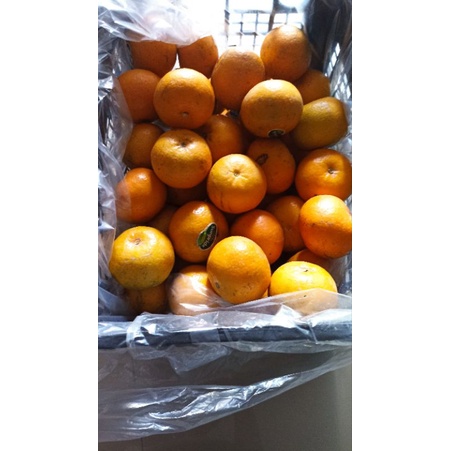 

Jeruk Mandarin Sunpride