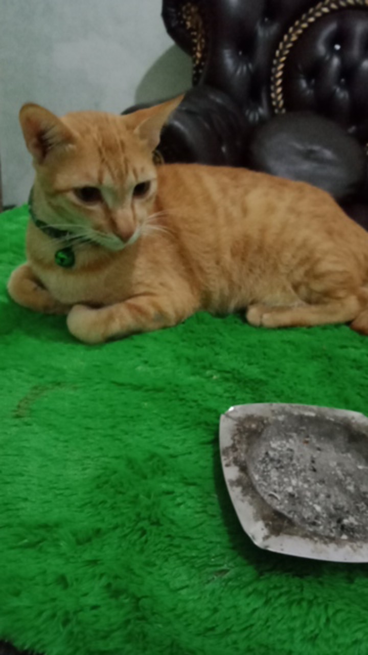 New Kemeja Batik Spesial Navy / Batik Pria Lengan Panjang / Baju Batik Pria / Seragam Batik