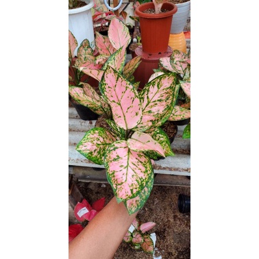 AGLONEMA LADY VALENTINE JUMBO