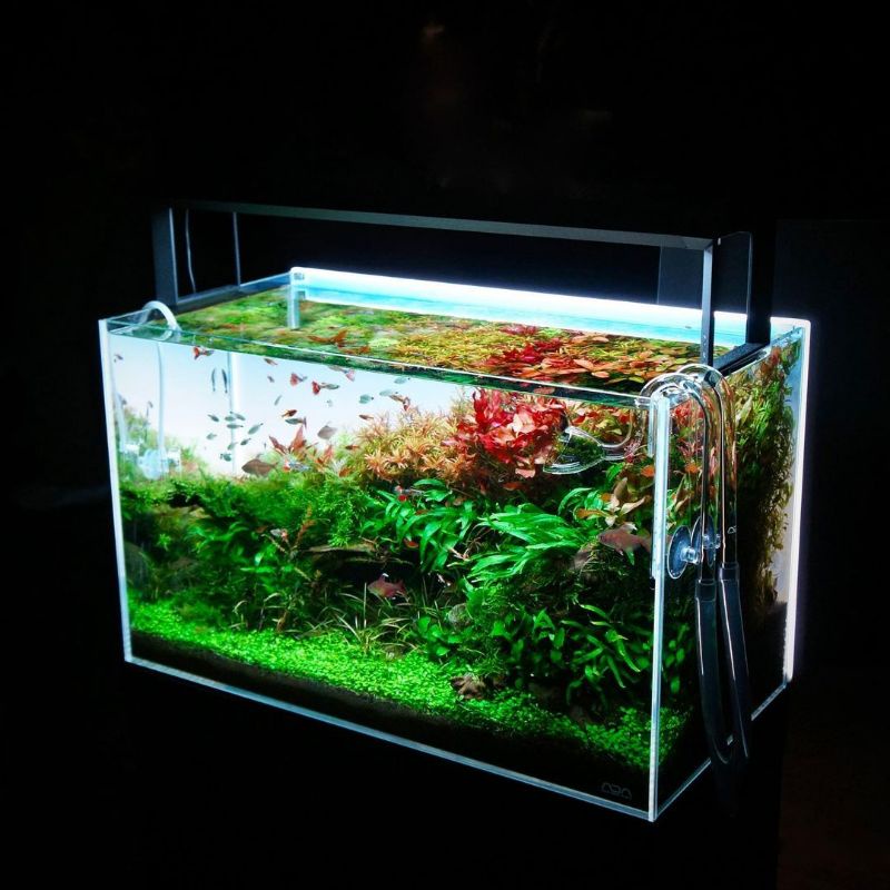 Paket Dutch Style Paket Tanaman Aquascape Tumbuhan Air Aquarium